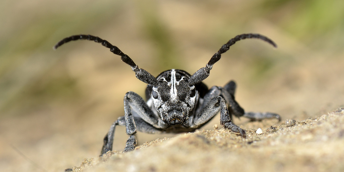 maschio e femmina di Dorcadion arenarium - Cerambycidae